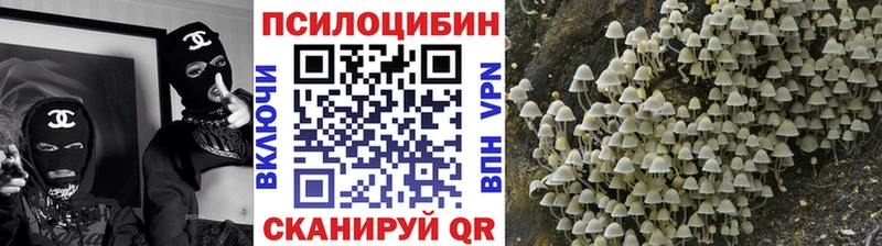 Псилоцибиновые грибы Psilocybe Тотьма